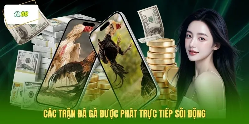 Các trận đá gà được phát trực tiếp sôi động